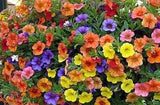 Minibells Solid & Mixed Colors 10”(regular size)Hanging Basket for WALK-IN purchase ONLY at our LAKEWAY Flash Garden  NOT AVAILABLE FOR PRE-ORDERING AT THIS TIME - you must be onsite to purchase.