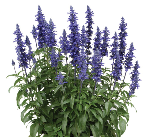 JCCC WALK IN PURCHASE #1pot size Salvia farinacea ‘Sallyfun Blue Lagoon’ not available for shipping - you must be onsite at the Flash Garden to purchase these.