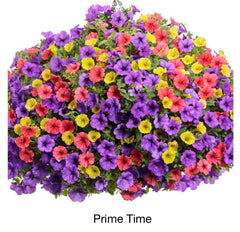 COLLEGE STATION  WALK IN PURCHASE  Spring Larger 12" ‘Prime Time’ Hanging Basket combo Hanging Baskets