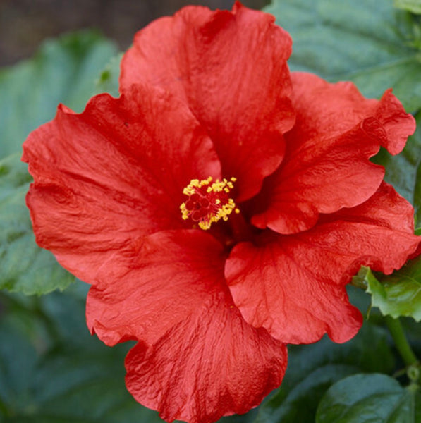 JCCC WALK IN PURCHASE - Fine Specimen Red Tropical Hibiscus Patio Tree - 20” black plastic grower’s pot