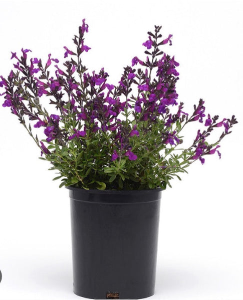 JCCC -  WALK IN PURCHASE  - Salvia greggii  #1 Nu Grape  for walk in purchase only at the Flash Garden @ Johnson City Coffee Co - you have to be on-site at the flash garden in Johnson City TX  to purchase these