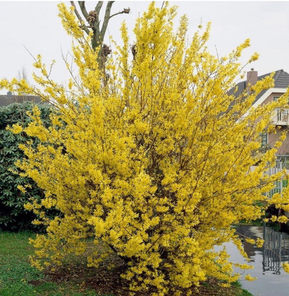 JCCC WALK IN PURCHASE - PARTY READY ‘Specimen’ Forsythia 20” Deco Plastic Terra Cotta Planter - NOT AVAILABLE FOR PRE-ORDERING - YOU MUST BE ONSITE AT A FLASH GARDEN TO PUCHASE THIS not available for shipping
