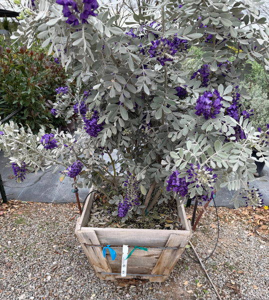 JCCC  WALK IN PURCHASE - Specimen Silver Leaf Texas Mountain Laurel - 20”wooden box - Sophora secundiflora ‘Silver Peso’ aka Sophora secundiflora ‘Silver Sierra’