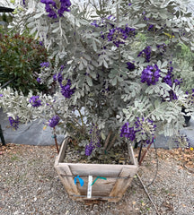 JCCC  WALK IN PURCHASE - Specimen Silver Leaf Texas Mountain Laurel - 20”wooden box - Sophora secundiflora ‘Silver Peso’ aka Sophora secundiflora ‘Silver Sierra’