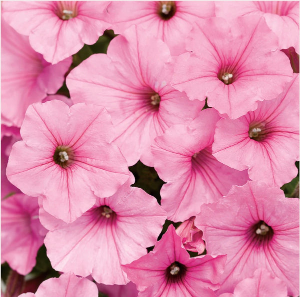 JCCC WALK IN PURCHASE  Petunia Supertunia ‘Bubblegum Pink’ 10”Hanging Basket for walk in purchase at Johnson City Flash Garden only, not available for shipping
