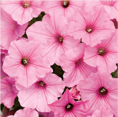 JCCC WALK IN PURCHASE  Petunia Supertunia ‘Bubblegum Pink’ 10”Hanging Basket for walk in purchase at Johnson City Flash Garden only, not available for shipping