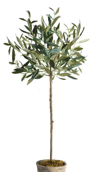 JCCC WALK IN PURCHASE  Arberquina Olive Tree #2grower pot 1 Ball Topiary (Copy)