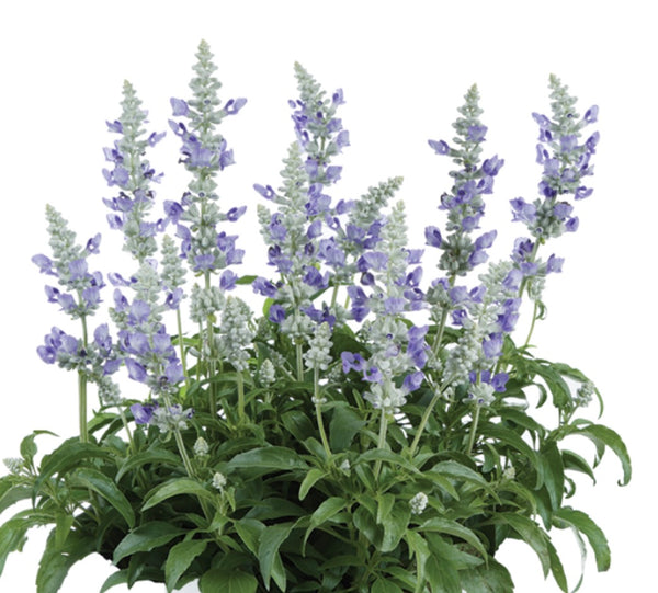 JCCC WALK IN PURCHASE #1pot size Salvia farinacea ‘Sallyfun Blue Ice’ not available for shipping - you must be onsite at the Flash Garden to purchase these.
