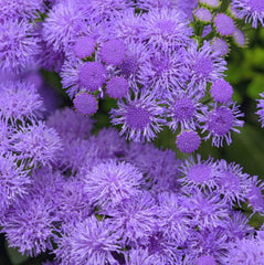 JCCC WALK IN PURCHASE  - Monarch Magic #2/3grower pot - Ageratum - not available for shipping (Copy)
