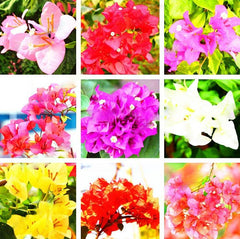 PRE-ORDER NOW!  Bougainvillea #1pots - for customer pick up @ a Flash Garden starting in Mid-Late March/Early April  Pre-Order deadline is 2/28/24 or when we run out (will update pick up times asap)