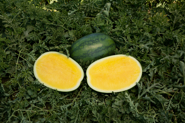 RESERVE YOURS NOW ‘YELLOW CRISP’ SEEDLESS Watermelon for pick-up College Station Fri 6/19 5p-7p - Lakeway Sat 6/20 10am-Noon & Johnson City Sun 6/21 noon -2PM  ***use the pull down menus NOW to choose location and get the Pre-Order DISCOUNT