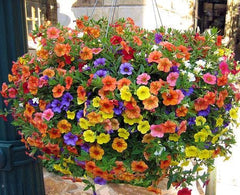 PRE-ORDER NOW!  Minibells Multicolor Mix LARGER 12”Hanging basket - for customer pick up @ a Flash Garden starting in April  Pre-Order deadline is 2/28/24 or when we run out (will update pick up times asap)