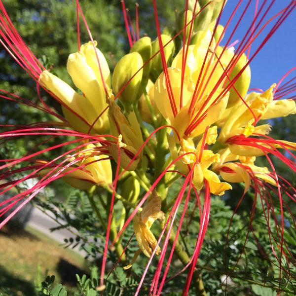 LAKEWAY WALK IN PURCHASE - Mexican Bird of Paradise #5pot - Caesalpinia gilliesii