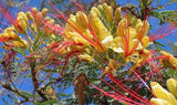 LAKEWAY WALK IN PURCHASE - Mexican Bird of Paradise #5pot - Caesalpinia gilliesii