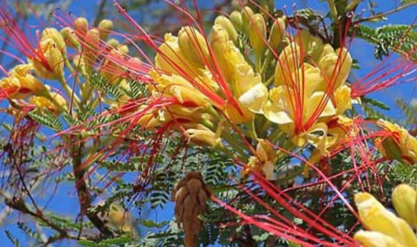 LAKEWAY WALK IN PURCHASE - Mexican Bird of Paradise #5pot - Caesalpinia gilliesii