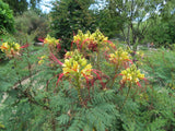 LAKEWAY WALK IN PURCHASE - Mexican Bird of Paradise #5pot - Caesalpinia gilliesii