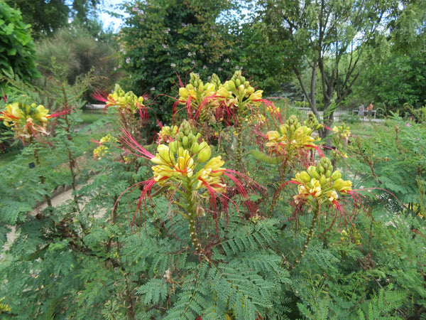 LAKEWAY WALK IN PURCHASE - Mexican Bird of Paradise #5pot - Caesalpinia gilliesii