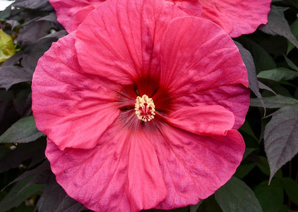 LAKEWAY WALK IN PURCHASE Large Specimen Perennial Hibiscus - ‘Evening Rose’ in PARTY READY 20”Decorative Plastic Terra Cotta planter for walk in purchase only Not available for Shipping.  You must be onsite at a Flash Garden to purchase