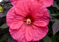 LAKEWAY WALK IN PURCHASE Large Specimen Perennial Hibiscus - ‘Evening Rose’ in PARTY READY 20”Decorative Plastic Terra Cotta planter for walk in purchase only Not available for Shipping.  You must be onsite at a Flash Garden to purchase