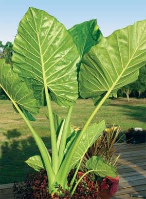 LAKEWAY WALK IN PURCHASE Large Specimen Alocasia/Upright Elephant Ear  in PARTY READY 20”Decorative Plastic Terra Cotta planter for walk in purchase only Not available for Shipping.  You must be onsite at a Flash Garden to purchase (Copy)