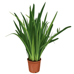 LAKEWAY WALK IN PURCHASE Large Specimen ‘Walking Iris’ Iris regina  in a ‘Party Ready/Gift Ready’ 16”Decorative Plastic Terra Cotta Colored Planter.  Not available for shipping