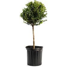 LAKEWAY WALK IN PURCHASE Classic English Boxwood #2grower pot  1 Ball Specimen