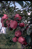 I’m Interested in Arkansas Apples -