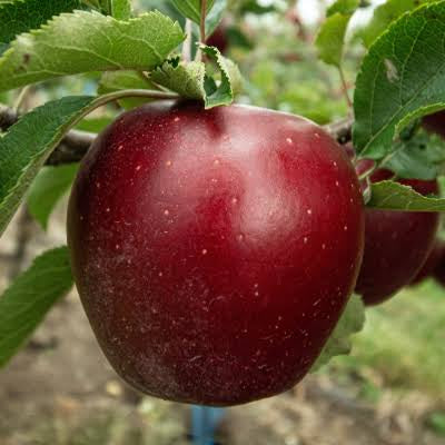 I’m Interested in Arkansas Apples -
