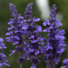 Salvia ‘Mysty’ Qt pot, grows 18”-20“ tall, for walk in purchase only, NOT available for Pre-Ordering at this time, you must be on-site, in person, at the Flash Garden to purchase these