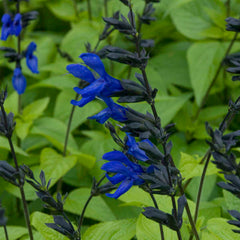 LAKEWAY WALK IN PURCHASE  Salvia guaranitica ‘Black & Bloom’  Party Ready 14”plastic Terracotta pot-aka Black & Blue - not available for Pre-Ordering.  You must be onsite at a Flash Garden to purchase these