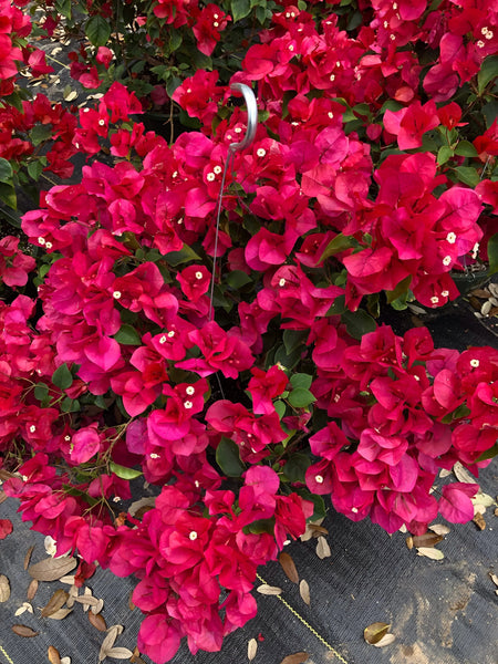 PRE-ORDER Bougainvillea LARGER 12”Hanging basket with pre-order discounted price-for pick up @ Flash Garden #4 LAKEWAY 5/11/24(sneak Preview Friday 5/10/24 4-7pm) Pre-Order deadline 5/8/24 Use the Pull Down Menu NOW to choose your variety.