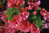 PRE-ORDER Bougainvillea LARGER 12”Hanging basket with pre-order discounted price-for pick up @ Flash Garden #4 LAKEWAY 5/11/24(sneak Preview Friday 5/10/24 4-7pm) Pre-Order deadline 5/8/24 Use the Pull Down Menu NOW to choose your variety.