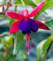 Fuchsia 10” Hanging Basket for walk-in purchase