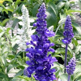 Salvia farinacea 4”pot Assorted Varieties for walk in purchase at a Flash Garden