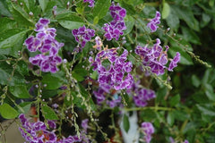 PRE-ORDER early Sapphire Showers Duranta  #3/#5 pot  - for customer pick up at a Flash Garden. Pre-Order Deadline is Tuesday 7/23/24 or when we run out