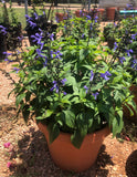 RESERVE Yours preorder now-Salvia‘Rockin Blue Suede Shoes’ 14”plastic Terracotta Pot-“Party Ready” ! customer pickup in early Spring Pre-Order deadline is Tuesday 2/15/25 or when we run out-limited #s.Will update pickup day/time-These are Special