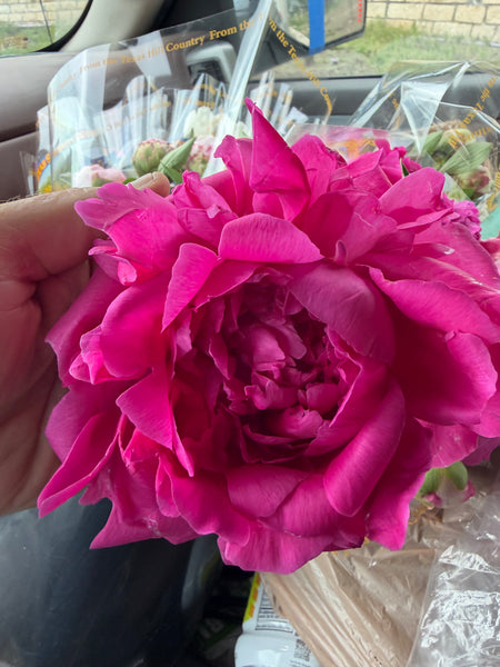 JCCC WALK IN PURCHASE Bundle of Texas Grown Peonies from Arnosky Family Farm