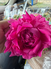 LAKEWAY WALK IN PURCHASE Bundle of Texas Grown Peonies from Arnosky Family Farm