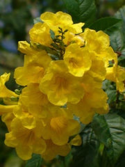 LAKEWAY WALK IN PURCHASE - ‘Gold Star’ Esperanza #4pot size - Tacoma stans ‘Gold Star’ not available for Pre-Order at this time. You must be onsite at the Flash Garden to purchase these.