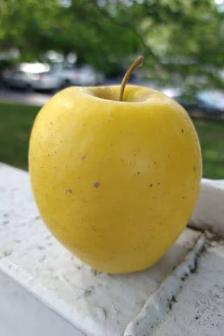 Reserve Yours -  Arkansas Yellow ‘Lemonade’ Apples 1/4peck