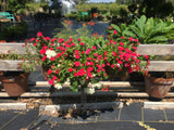 PRE-ORDER   Premium Planted 44" Heavy Duty Hayrack - for customer pick up @ College Station Friday 9/22/23 ,  @ Lakeway Saturday  9/23/20 10:30am-12:30pm or  @ Driftwood Sunday  9/24/23   3-5pm    Very limited numbers - only 5 available.