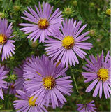 JCCC WALK IN PURCHASE  Native Fall Aster (Symphyotrichum oblongifolium aka Aster oblongifolius) *Not available for Pre-ordering , Not available for shipping - you must be onsite at the Flash Garden to purchase these*