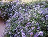 JCCC WALK IN PURCHASE  Native Fall Aster (Symphyotrichum oblongifolium aka Aster oblongifolius) *Not available for Pre-ordering , Not available for shipping - you must be onsite at the Flash Garden to purchase these*