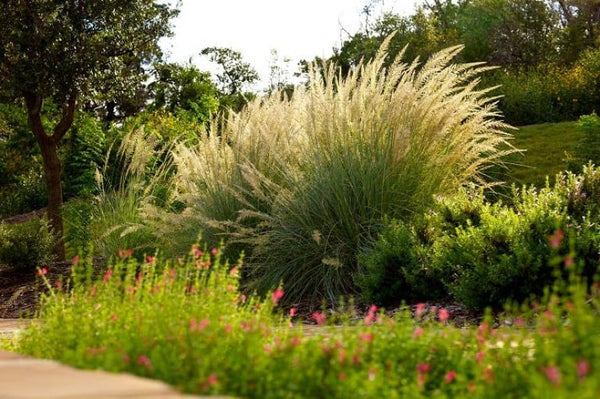 JCCC WALK IN PURCHASE Big Muhly Grass (Muhlenbergia lindheimerii) #4g  for walk in purchase only at our Johnson City Flash Garden (Not available for Pre-Order, Not available for shipping) you must be onsite at the Flash Garden to Purchase