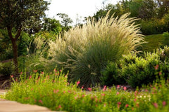 JCCC WALK IN PURCHASE Big Muhly Grass (Muhlenbergia lindheimerii) #4g  for walk in purchase only at our Johnson City Flash Garden (Not available for Pre-Order, Not available for shipping) you must be onsite at the Flash Garden to Purchase
