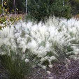 LAKEWAY WALK IN PURCHASE White Cloud Muhly Grass (Muhlenbergia capillaris 'White Cloud)#4g  for walk in purchase only at our Johnson City Flash Garden you must be onsite @ the Flash Garden to Purchase