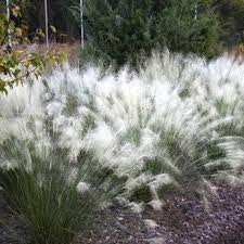 LAKEWAY WALK IN PURCHASE White Cloud Muhly Grass (Muhlenbergia capillaris 'White Cloud)#4g  for walk in purchase only at our Johnson City Flash Garden you must be onsite @ the Flash Garden to Purchase