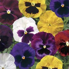 RESERVE YOURS NOW-preorder- 4” Pansy (with Faces) Full Flats(of 18) of single Colors for pick up College Station FRi 11/21  5-7pm , Lakeway Sat 11/22  10am-Noon, Johnson City Sun 11/23  1-3pm $$$ use those pull down menus to get the DISCOUNTS $$$