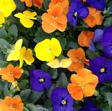 RESERVE YOURS NOW-preorder- 4” Violas (like tiny Pansys) Full Flats(of 18) of a single color for pick up College Station FRi 11/21  5-7pm , Lakeway Sat 11/22  10am-Noon, Johnson City Sun 11/23  1-3pm $$$ use those pull down menus to get the DISCOUNTS $$$