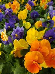 RESERVE YOURS NOW-preorder- 4” Pansy (clear colors - no face) Full Flats(18) of Single Colors for pick up College Station FRi 11/21  5-7pm , Lakeway Sat 11/22  10am-Noon, Johnson City Sun 11/23 1-3pm $$$ use those pull down menus to get the DISCOUNTS $$$